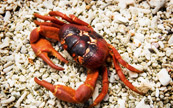 Crabe sur le bord de l'océan