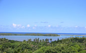 Plantation de cocotiers