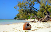 Noix de coco fendue sur la plage